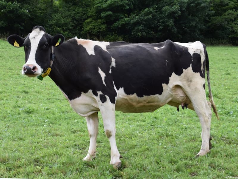 Vache