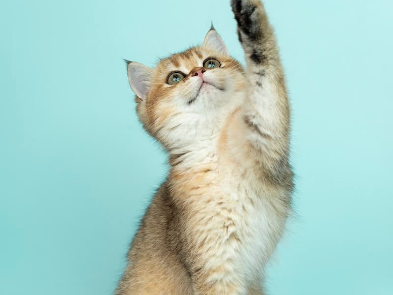 Chat