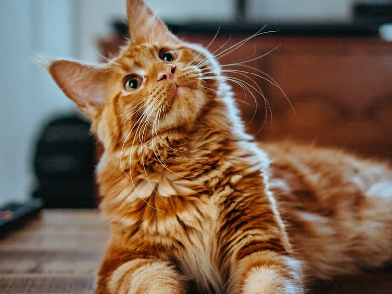 Chat en consultation ostéopathique