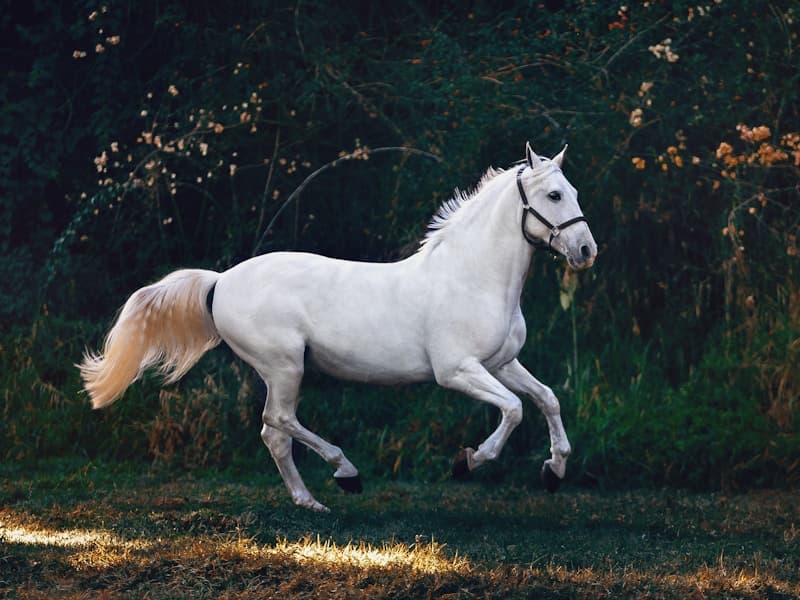 Cheval