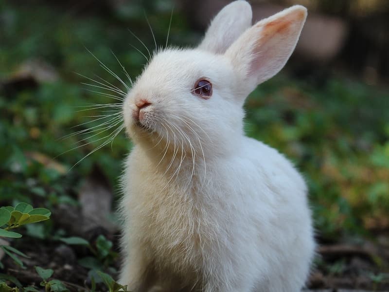 Lapin